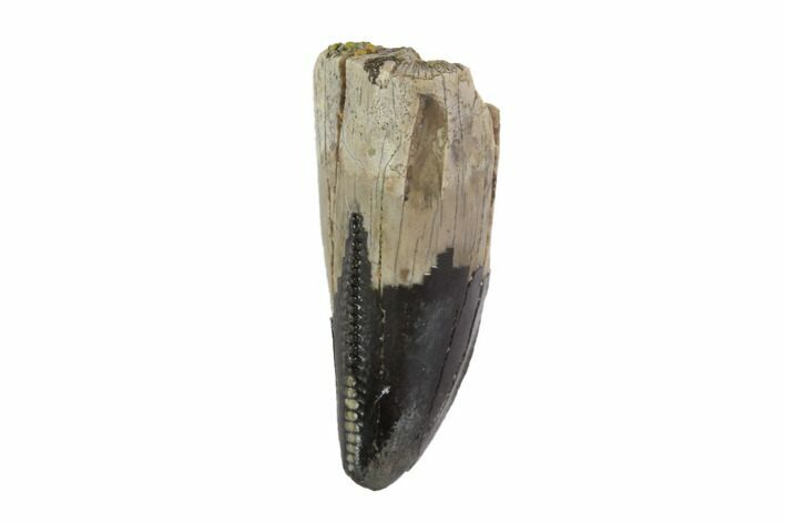Serrated, Tyrannosaur Tooth - Judith River Formation, Montana #93102